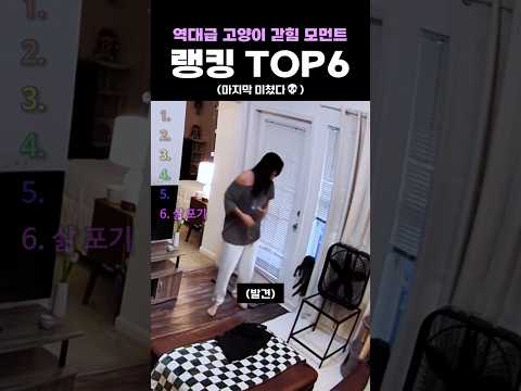 역대급 고양이 갇힘 모먼트 랭킹 TOP6