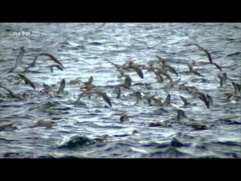 Leben am Limit  Reportage über das Leben am Limit - Geheimnisse der Tiefsee