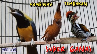 Download lagu KOMBINASI TEMBAKAN SUPER GANAS || cucak cungkok vs cililin vs pelatuk bawang mp3 Download lagu KOMBINASI TEMBAKAN SUPER GANAS || cucak cungkok vs cililin vs pelatuk bawang mp3