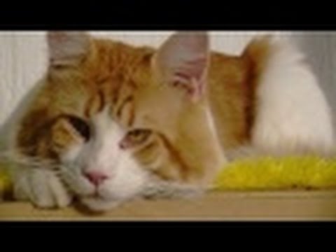 Maine Coon Cat Facts Part 1 - English Subtitles - TvAgro por Juan Gonzalo Angel