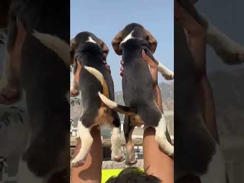beagle puppy pair @parimalkataria
