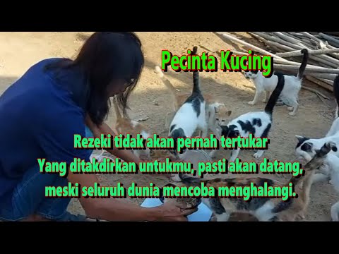 Rezeki tidak akan pernah tertukar Pecinta Kucing