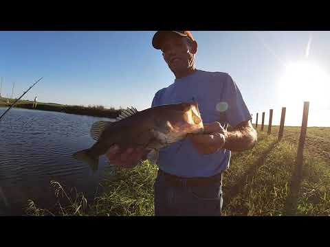 I Found The BIGGUNS! - Fishing for Big BASS in Thick Grass!