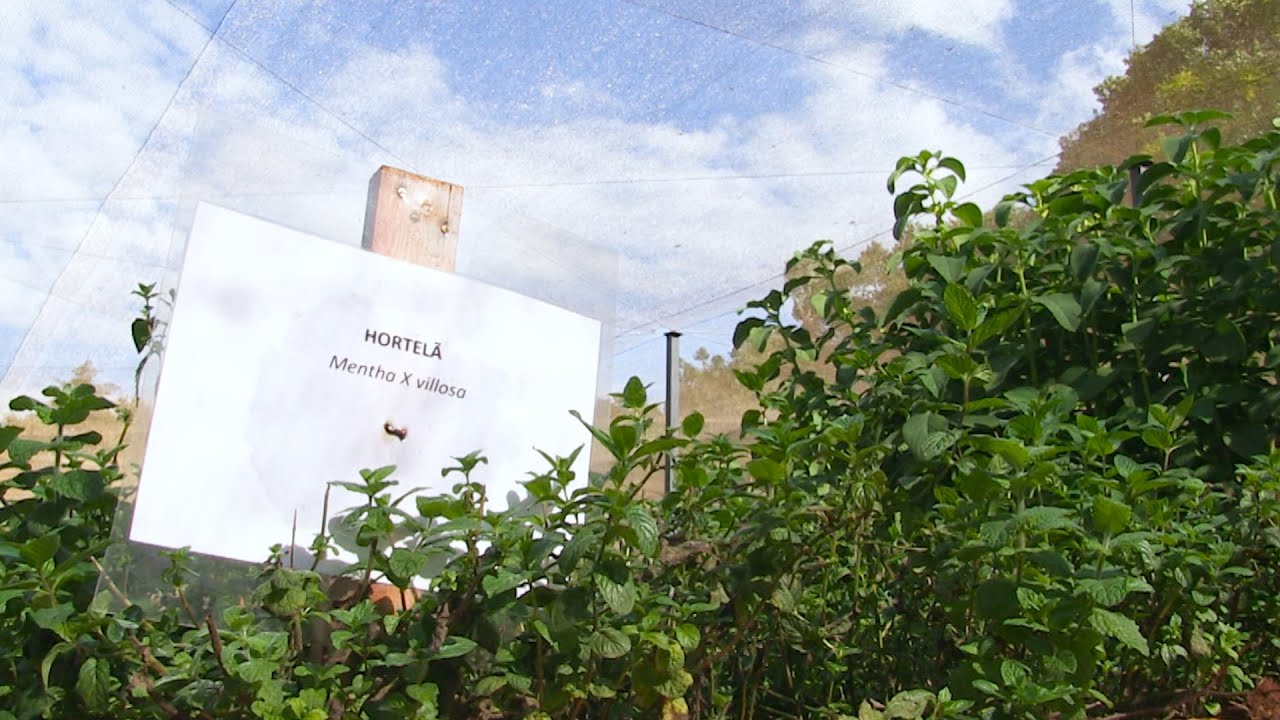 AGROFAG: PRODUÇÃO DE ERVAS MEDICINAIS OU AROMÁTICAS