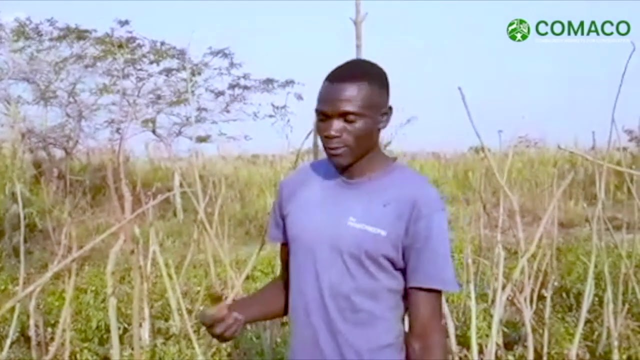 Meet Peter, an organic farmer from Zambia 🇿🇲