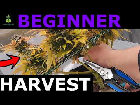 BEGINNER HARVEST! - Tips Harvest Time - White Widow (Week 8 - 9 Flower HARVEST)