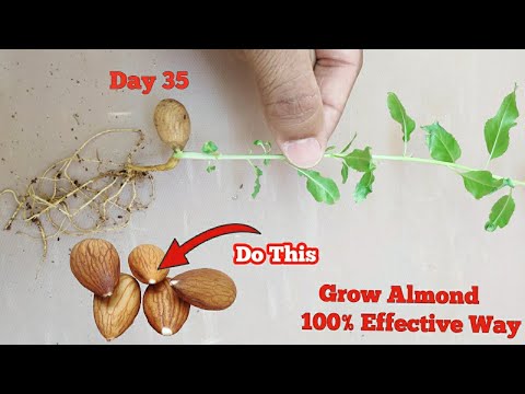 Secret Of Growing Almond plant In 7 Days बादाम उगाने का इससे बेहतर तरीका कुछ नही #AlmondPlant