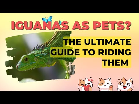 Iguanas as Pets - The Ultimate Guide to Riding Them, Feeding Them and Keeping Them