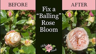 🌹 How to Fix a "Balling" Rose Bloom or Bud / Too Much Rain & Sun