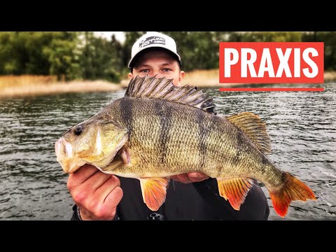 Perch fishing: From beginner to pro!