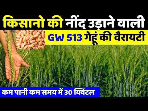 GW 513 Gehu ki Variety | जी डब्लू 513 की पूरी जानकारी | gehu ki best variety🌾wheat top variety