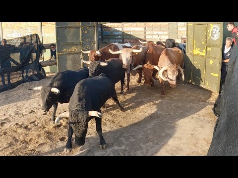 Medina del Campo 2023 Tercer Encierro con Toros Bravos de Fuente Ymbro