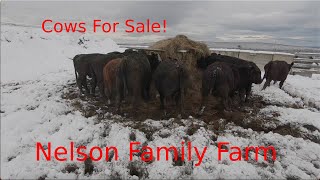 Cows For Sale! | Craigslist Ad