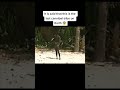 Rare Videotape of North Sentinel Island 🏝 #shorts
