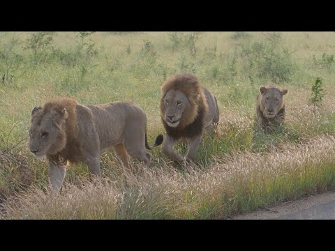 Three male lions, one with a blind eye on H6 road & a pride of 9 lions near Orpen gate Kruger Park