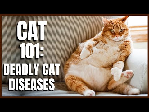 Cat 101: Deadly Cat Diseases