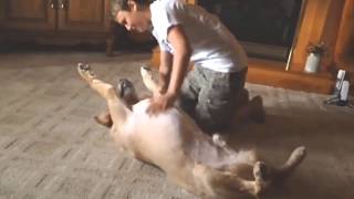 R.I.P Brody (Brody&#39;s Memorial)