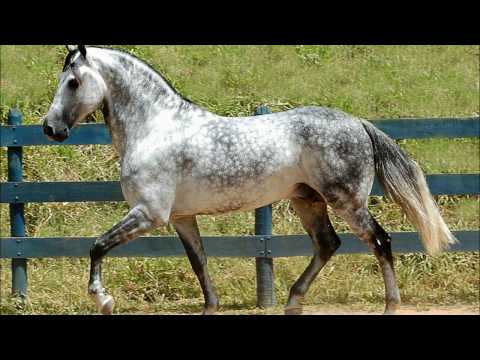 Horse Picture Quiz Video