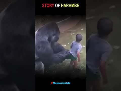 Story of Harambe