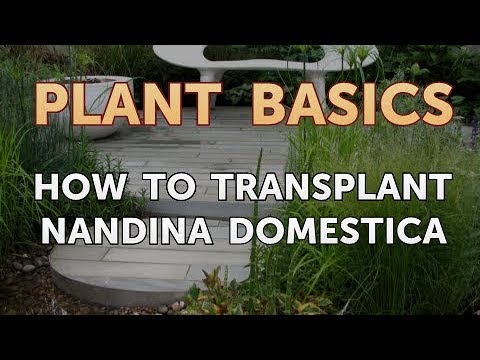 How to Dry an Overwatered Plant