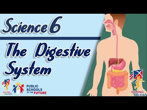 Grade 6 - The Digestive System | SCIENCE 6