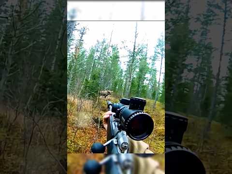 Magnificent shot of moose#hunting#deer#moose#chasse