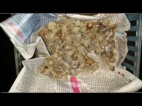 19 Zephyranthus Robusta Pink Flower care and growing tips video by-Gurjit singh s.2017