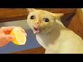 20 MINUTES OF FUNNY CATS VIDEO COMPILATION THAT WILL MAKE YOU LAUGH