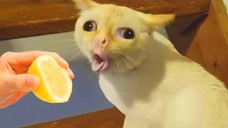 Download lagu 20 MINUTES OF FUNNY CATS VIDEO COMPILATION THAT WILL MAKE YOU LAUGH mp3
