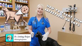 How to Treat Generalized Skin Infections on Cats