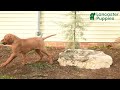 Vizsla dogs for sale: Lady  - Video 1