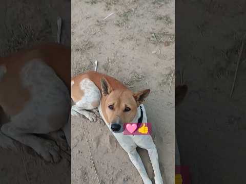 #kritika  official #dog #like #short #trending