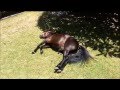 Miniature Horse Stallion Dreaming Could It Be About A Mare