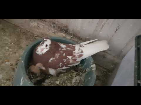 Serbian Highflyer's Melbourne Australia srpski visokoletaci pigeons birds