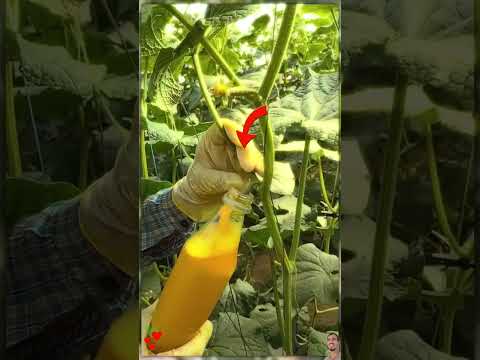 Secret to Protecting Your Cucumbers from Pests and Diseases