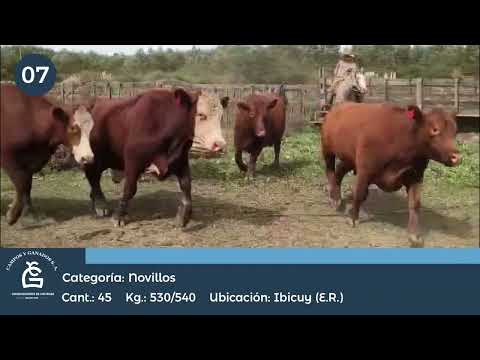 Lote NV - Ibicuy E Rios