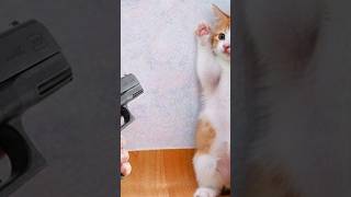 🤣 100%笑える！最高におもしろい猫動画！🐈😹パート 6 #かわいい猫 #catmemes #cutecats