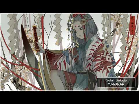 YUKIYANAGI - Goliath Birdeater