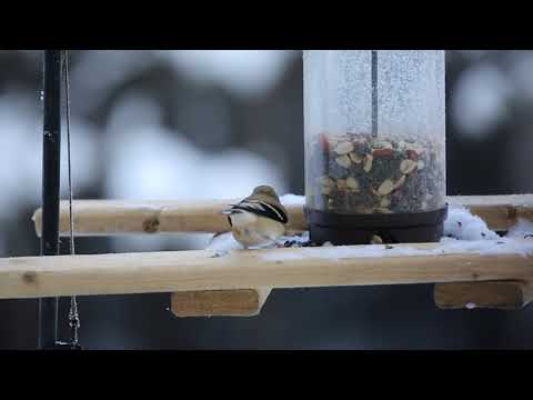 Birdfeeder: what's this bird?  (Quebec Canada)