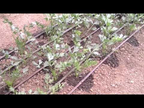 Organic Farming in the Philippines (parsley & celery)