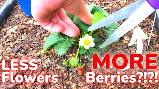 REMOVE Strawberry Flowers & Buds to Get MORE Berries?!?!