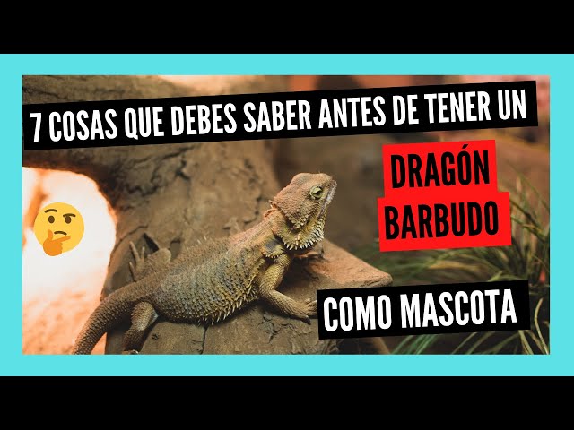 Vídeo relacionado con Zappi Co Peluche de Dragón Barbudo 100% Reciclado (34cm de Largo) Colección de Animales de Felpa Suaves, acogedores y ecológicos para el Primer niño recién Nacido