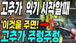 고추가 익기시작할때 이것을 주면 고추가 주렁주렁! 탄저병걱정 한방에 해결!