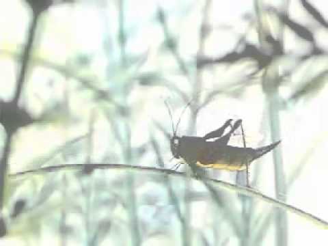 Todorix’s Video 167717162433 6sZpZv98HGk