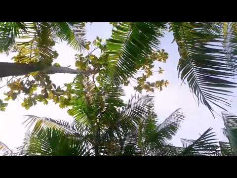 vida de ribeirinhos ilhas de Abaetetuba para.