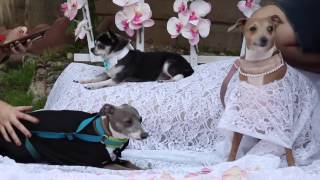 Meine Hunde Wedding | My Dogs  Wedding | Jenna Mourey