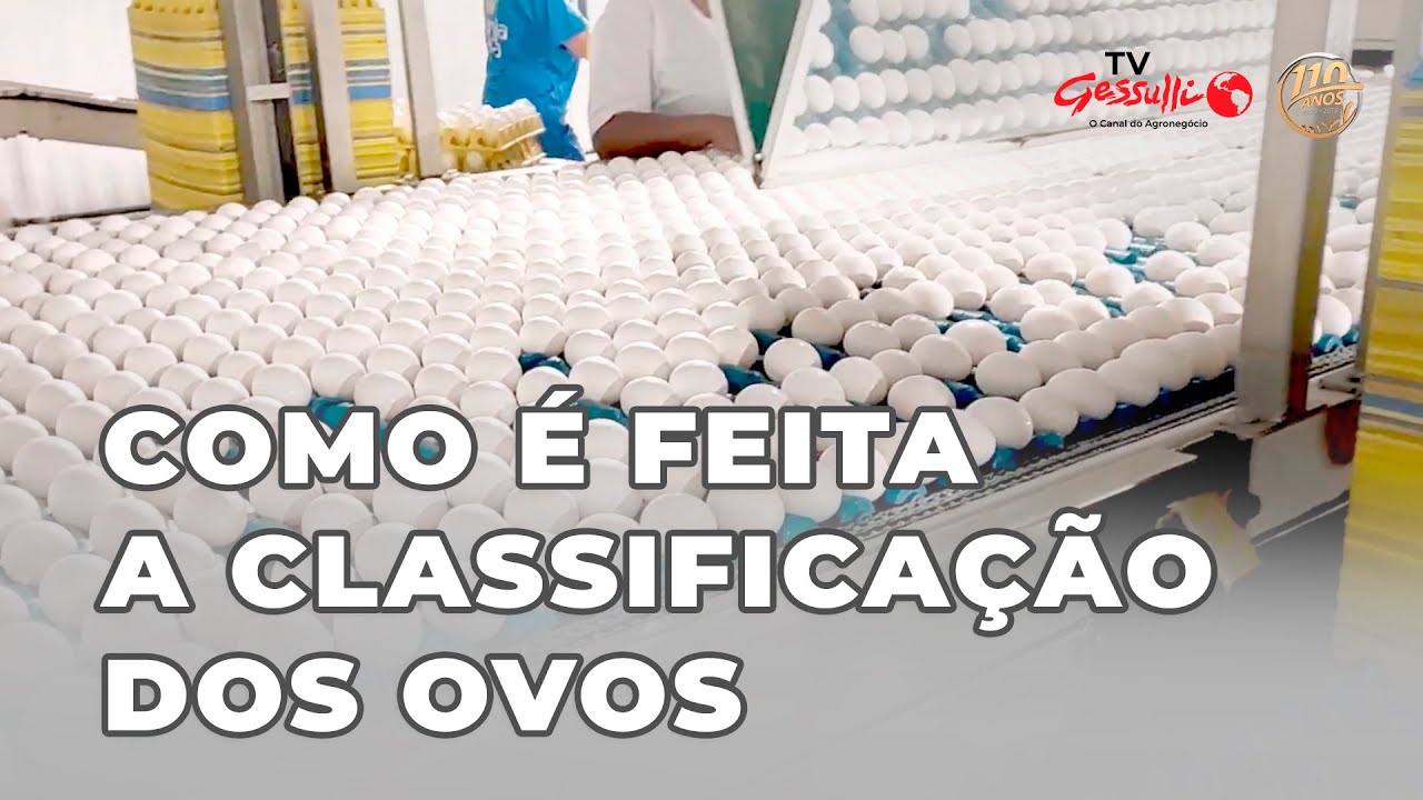 COMO É FEITA A CLASSIFICAÇÃO DOS OVOS