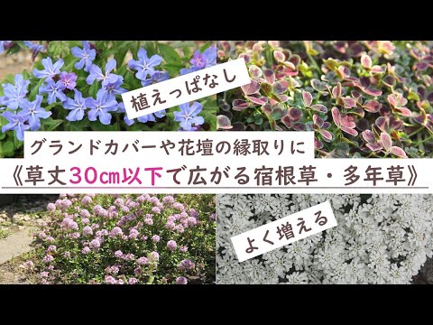 他の植物を守る、長く咲き続けるグランドカバーフラワー9種！  庭園