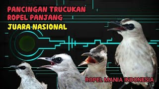 Download lagu PANCINGAN  MASTERAN TRUCUKAN ROPEL PANJANG JUARA NASIONAL mp3 Download lagu PANCINGAN  MASTERAN TRUCUKAN ROPEL PANJANG JUARA NASIONAL mp3