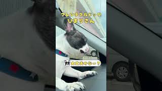 【フレブルVlog】フレブルは心配性💦#shorts